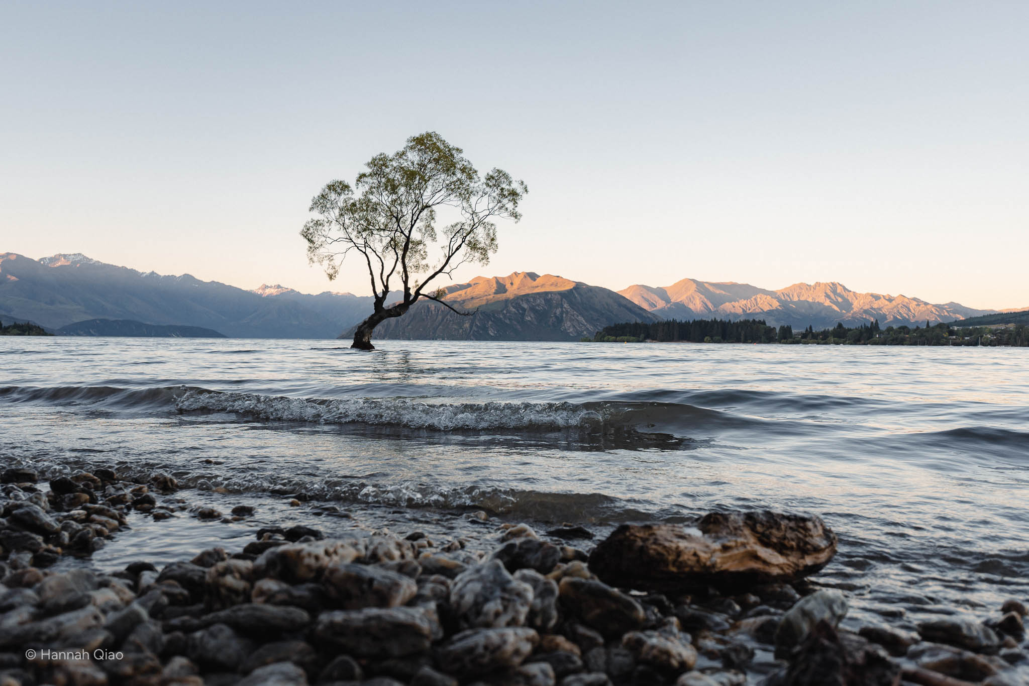 Photo of a tree in the middle of a lake, taken from the shore